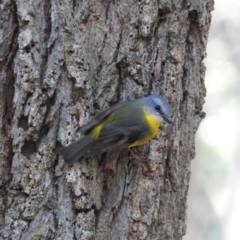 Eopsaltria australis (Eastern Yellow Robin) at South Durras, NSW - 6 Aug 2024 by GlossyGal