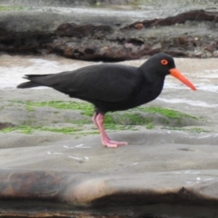 Haematopus fuliginosus (Sooty Oystercatcher) at South Durras, NSW - 5 Aug 2024 by GlossyGal