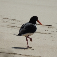 Haematopus longirostris (Australian Pied Oystercatcher) at South Durras, NSW - 6 Aug 2024 by GlossyGal