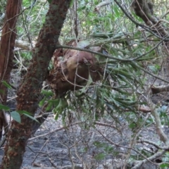 Platycerium hillii (Elkhorn Fern) at Cape Tribulation, QLD - 5 Aug 2024 by lbradley