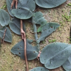 Rhaphidophora hayi (Shingle Plant) at Cape Tribulation, QLD - 6 Aug 2024 by lbradley