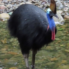 Casuarius casuarius (Southern Cassowary) at Cape Tribulation, QLD - 6 Aug 2024 by lbradley