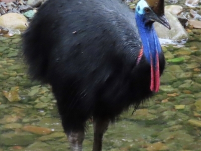 Casuarius casuarius (Southern Cassowary) at Cape Tribulation, QLD - 5 Aug 2024 by lbradley