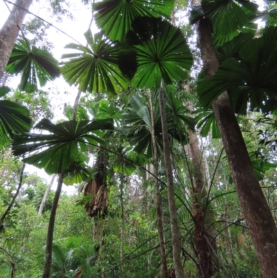 Licuala ramsayi (Queensland Fan Palm) at Cape Tribulation, QLD - 6 Aug 2024 by lbradley