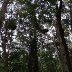 Drynaria rigidula at Cape Tribulation, QLD - 6 Aug 2024 by lbradley