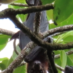 Pteropus conspicillatus (Spectacled Flying-fox) at Cape Tribulation, QLD - 5 Aug 2024 by lbradley