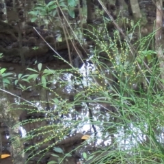 Psilotum nudum (Skeleton Fork-fern) at Cape Tribulation, QLD - 6 Aug 2024 by lbradley