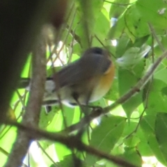 Symposiachrus trivirgatus (Spectacled Monarch) at Daintree, QLD - 6 Aug 2024 by lbradley