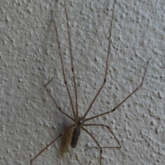 Pholcus phalangioides (Daddy-long-legs spider) at Narrabundah, ACT - 6 Aug 2024 by RobParnell