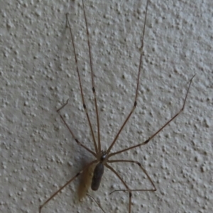 Pholcus phalangioides at Narrabundah, ACT - 6 Aug 2024 03:51 PM