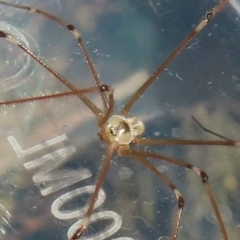 Pholcus phalangioides at Narrabundah, ACT - 6 Aug 2024