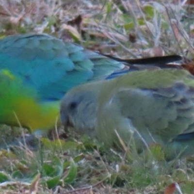 Psephotus haematonotus (Red-rumped Parrot) at Griffith, ACT - 5 Aug 2024 by RobParnell