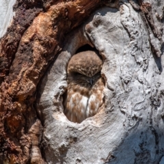 Ninox boobook (Southern Boobook) at Chapman, ACT - 6 Aug 2024 by ChrisAppleton