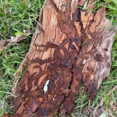 Unidentified Insect at Wanniassa Hills Open Space - 5 Aug 2024 by jks