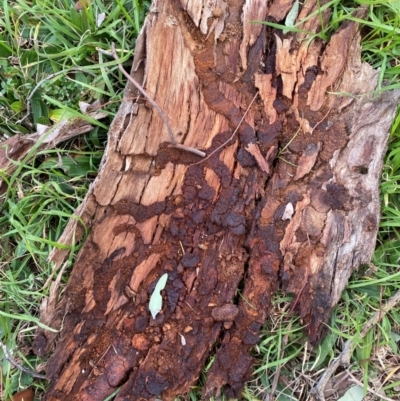 Unidentified Insect at Wanniassa Hills Open Space - 5 Aug 2024 by jks