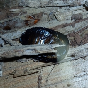 Laxta sp. (genus) at Watson, ACT - 6 Aug 2024