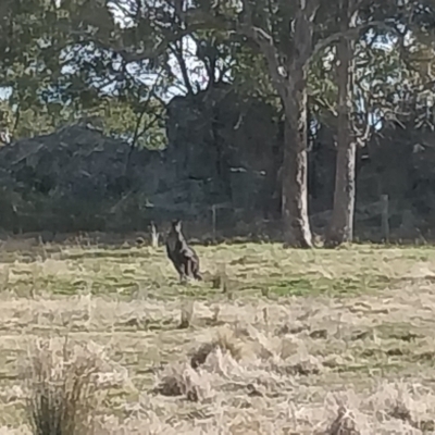 Osphranter robustus robustus (Eastern Wallaroo) at Tarlo, NSW - 6 Aug 2024 by Smika