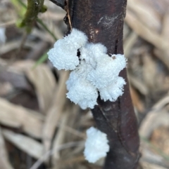 Schizophyllum commune (Split Gill Fungus) at Mogo, NSW - 20 Jul 2022 by AJB