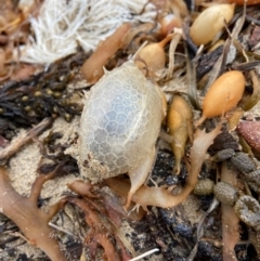 Unidentified Native Fish at Broulee, NSW - 21 Jul 2022 by AJB