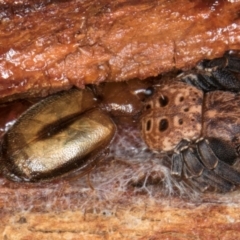 Agonocheila sp. (genus) at Melba, ACT - 6 Aug 2024