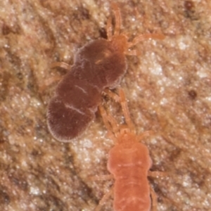 Neothrombiidae sp. (family) at Melba, ACT - 6 Aug 2024 01:57 PM