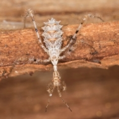 Stenolemus sp. (genus) (Thread-legged assassin bug) at Melba, ACT - 6 Aug 2024 by kasiaaus