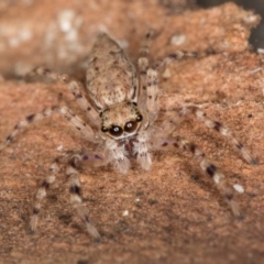 Helpis minitabunda (Threatening jumping spider) at Melba, ACT - 6 Aug 2024 by kasiaaus