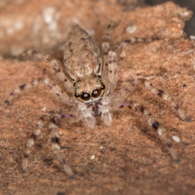 Helpis minitabunda (Threatening jumping spider) at Melba, ACT - 6 Aug 2024 by kasiaaus