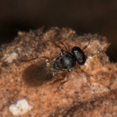 Unidentified Wasp (Hymenoptera, Apocrita) at Melba, ACT - 6 Aug 2024 by kasiaaus