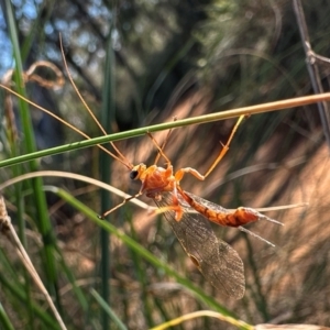 Ichneumonidae (family) at Hackett, ACT - 6 Aug 2024