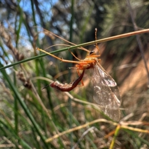 Ichneumonidae (family) at Hackett, ACT - 6 Aug 2024