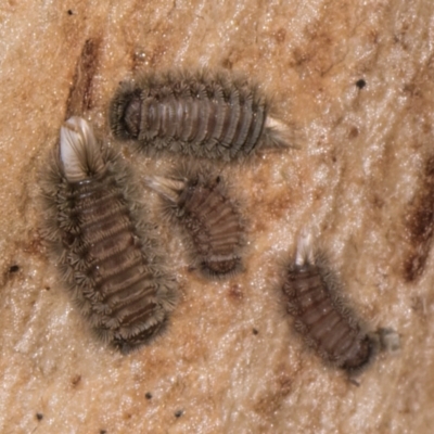 Polyxenida (order) (Pin-cushion Millipede) at Melba, ACT - 6 Aug 2024 by kasiaaus