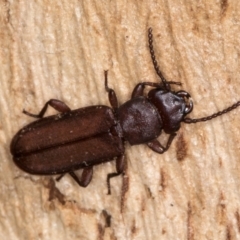 Platisus sp. (genus) (Flat bark beetle) at Melba, ACT - 6 Aug 2024 by kasiaaus