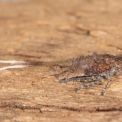 Platybrachys sp. (genus) at Melba, ACT - 6 Aug 2024 02:51 PM