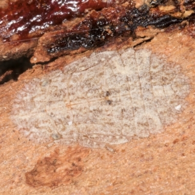 Ledromorpha planirostris (A leafhopper) at Melba, ACT - 6 Aug 2024 by kasiaaus