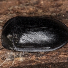 Pterohelaeus striatopunctatus at Melba, ACT - 6 Aug 2024 by kasiaaus