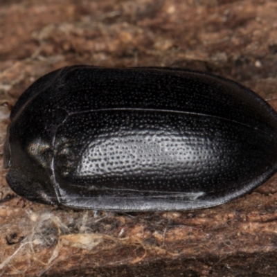 Pterohelaeus striatopunctatus at Melba, ACT - 6 Aug 2024 by kasiaaus