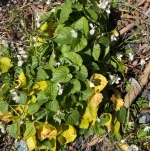 Viola odorata at Cook, ACT - 6 Aug 2024 10:15 AM