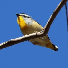 Pardalotus punctatus (Spotted Pardalote) at Macarthur, ACT - 6 Aug 2024 by RodDeb