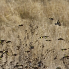 Carduelis carduelis (European Goldfinch) at Gordon, ACT - 6 Aug 2024 by RodDeb