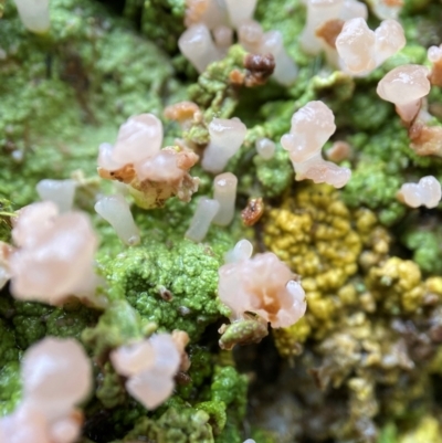 Baeomyces heteromorphus at Paddys River, ACT - 10 Aug 2022 by AJB