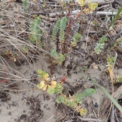 Euphorbia paralias (Sea Spurge ) at Comerong Island, NSW - 5 Aug 2024 by plants