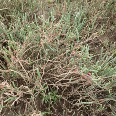 Salicornia quinqueflora (Bearded Samphire) at Comerong Island, NSW - 5 Aug 2024 by plants