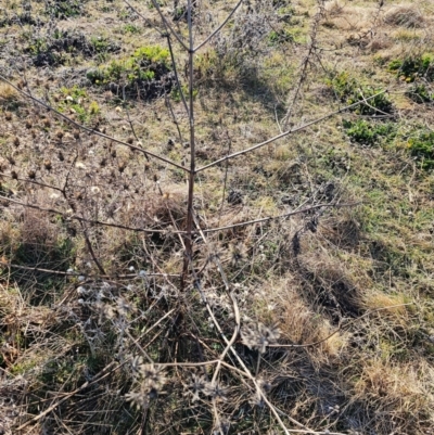 Bidens sp. (Cobbler's Pegs, Farmer's Friend) at Hume, ACT - 7 Aug 2024 by Jiggy