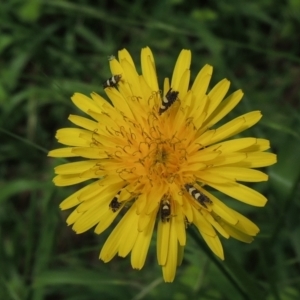 Glyphipterix chrysoplanetis at Conder, ACT - 9 Jan 2024