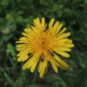 Glyphipterix chrysoplanetis at Conder, ACT - 9 Jan 2024