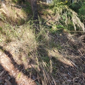 Austrostipa verticillata at Bruce, ACT - 7 Aug 2024 10:39 AM