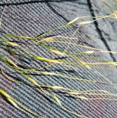 Austrostipa verticillata at Bruce, ACT - 7 Aug 2024 10:39 AM