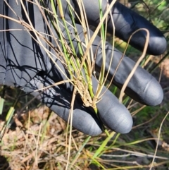 Austrostipa verticillata at Bruce, ACT - 7 Aug 2024