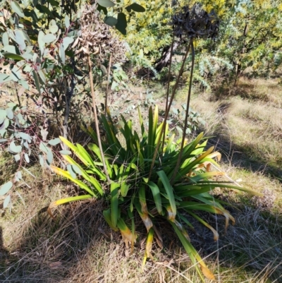 Agapanthus praecox subsp. orientalis (Agapanthus) at Ainslie, ACT - 6 Aug 2024 by HarleyB